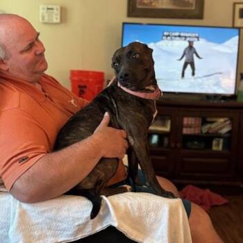 American Staffordshire Terrier and Pit Bull Terrier Dogs Available for Adoption in Corsicana, Texas - Ellie Belly | PetCurious