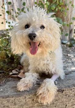 Penny Lane -  Bichon Frise and Poodle Dog for Adoption in Los Angeles, California - Penny Lane | PetCurious
