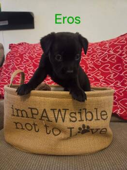 Black Labrador Retriever and Border Collie Dogs Available for Adoption - Eros | PetCurious