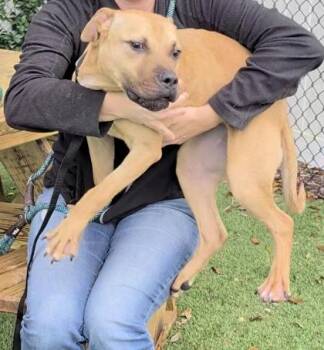 Pit Bull Terrier and Mixed Breed Dogs Available for Adoption - Heather - 2 | PetCurious