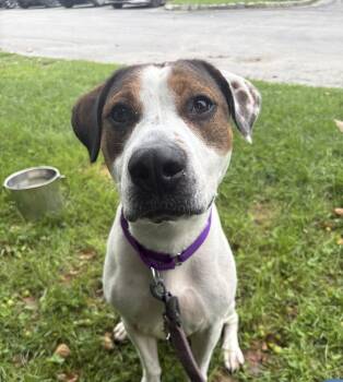 Mirabella Available 8/21 -  Hound Dog for Adoption in Elmsford, New York - Mirabella Available 8/21 | PetCurious
