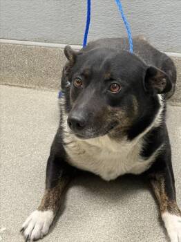 Rescue Australian Shepherd and Mixed Breed Dogs for Adoption in Las Vegas, Nevada - HARLEY | PetCurious