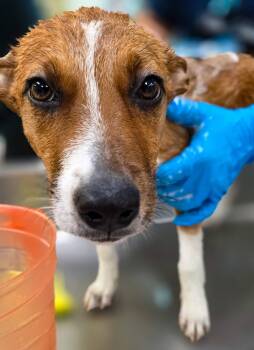 Jack Russell Terrier Dogs Available for Adoption in Sterling Heights, Michigan - Challa | PetCurious