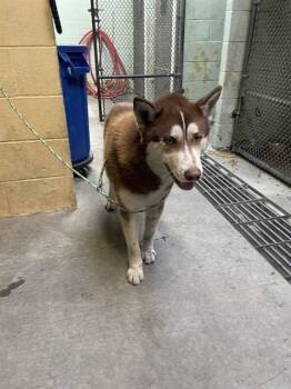 Rescue Siberian Husky Dogs for Adoption in Stockton, California - PUMPKIN | PetCurious