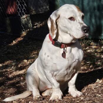 Betty Lou -  Basset Hound and Beagle Dog for Adoption in Sharpsville, Pennsylvania - Betty Lou | PetCurious
