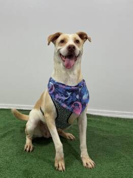 Wonder-One of our Amazing Rescue Dogs -  Pit Bull Terrier and Labrador Retriever Dog for Adoption in Carlsbad, California - Wonder-One Of Our Amazing Rescue Dogs | PetCurious