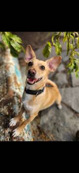 Bing -  Chihuahua and Dachshund Dog for Adoption in Hayward, California - Bing | PetCurious
