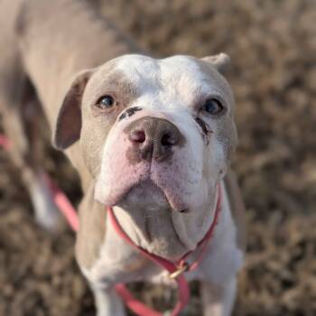 Rescue American Staffordshire Terrier and Mixed Breed Dogs for Adoption in Greenville, South Carolina - Bumblebee | PetCurious