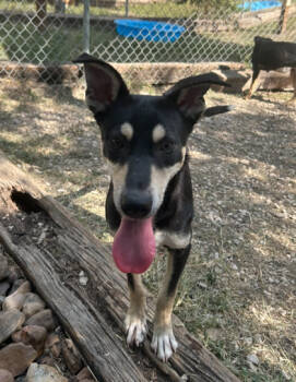 Rescue Shepherd and Mixed Breed Dogs for Adoption in San Antonio, Texas - Goliath | PetCurious