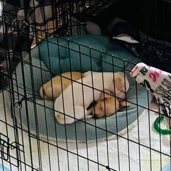 Chihuahua Dogs Available for Adoption - Chai C214 | PetCurious