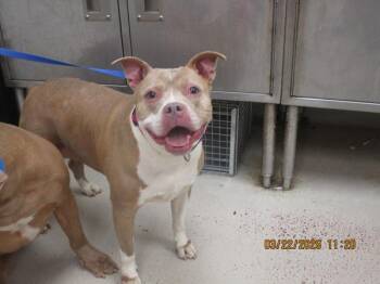 Pit Bull Terrier Dogs Available for Adoption - Bella(49) | PetCurious