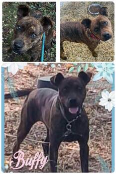 Buffy -  Pit Bull Terrier Dog for Adoption in Kansas City, Missouri - Buffy | PetCurious