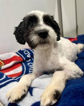 Poodle and Mixed Breed Dogs Available for Adoption in San Francisco, California - ELM | PetCurious