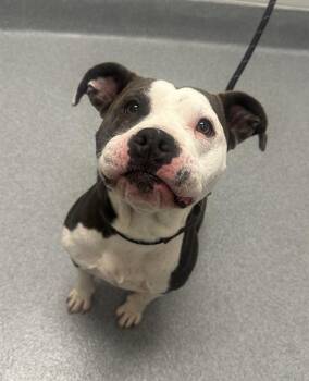 Pit Bull Terrier Dogs Available for Adoption in Indianapolis, Indiana - VENTRESS | PetCurious