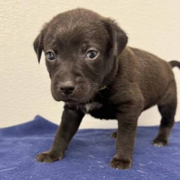 Evermore -  English Setter and Mixed Breed Dog for Adoption in St. Peters, Missouri - Evermore | PetCurious