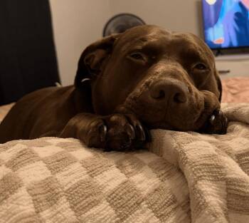 Rescue Pit Bull Terrier and Labrador Retriever Dogs for Adoption in Rockwall, Texas - Chopo | PetCurious