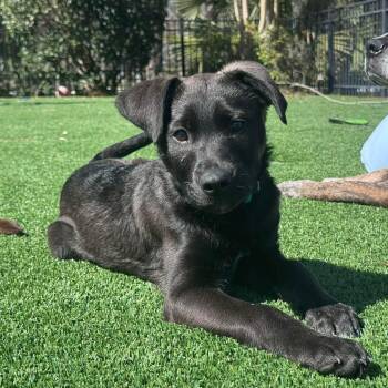 Labrador Retriever Dogs Available for Adoption - Abby | PetCurious