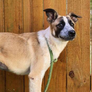 Rescue Australian Cattle Dog Blue Heeler and Anatolian Shepherd Dogs for Adoption in Austin, Texas - Gretel JuM/JA | PetCurious