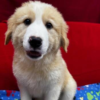 Sienna -  Great Pyrenees and Bernese Mountain Dog Dog Available for Adoption - Sienna | PetCurious
