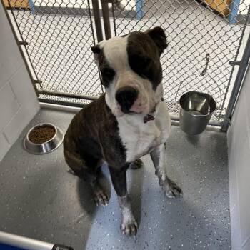 Mixed Breed Dogs Available for Adoption - Kountry | PetCurious
