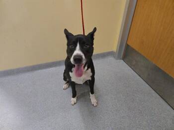 Border Collie Dogs Available for Adoption - C. JENKINS | PetCurious