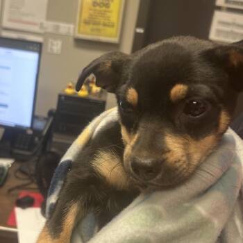 Elsie -  Mixed Breed Dog for Adoption in Yuma, Arizona - Elsie | PetCurious