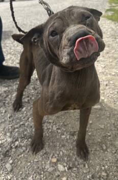 Rescue Shar Pei and Mixed Breed Dogs for Adoption in Evansville, Indiana - Chevelle | PetCurious