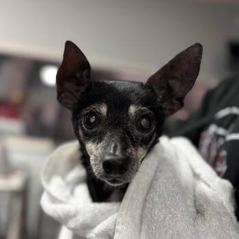 Chihuahua Dogs Available for Adoption in Columbia, South Carolina - Ms. Batty | PetCurious