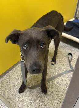 Kiori -  Pit Bull Terrier and Mixed Breed Dog for Adoption in Kansas City, Missouri - Kiori | PetCurious
