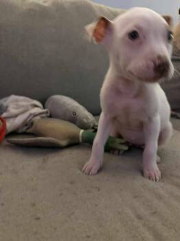 Rescue Mixed Breed Dogs for Adoption in Kenosha, Wisconsin - Mandy | PetCurious