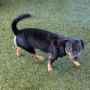 Parson Russell Terrier and Chihuahua Dogs Available for Adoption in West Palm Beach, Florida - Elsa | PetCurious