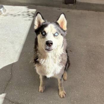 Azur - 7714 -  Husky Dog for Adoption in Loxahatchee Groves, Florida - Azur - 7714 | PetCurious