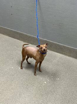 MR. PEANUT -  Chihuahua Dog for Adoption in Las Vegas, Nevada - MR. PEANUT | PetCurious