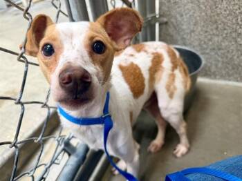 HOGAN -  Chihuahua Dog for Adoption in Santa Rosa, California - HOGAN | PetCurious
