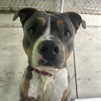 Creeda -  Mixed Breed Dog for Adoption in Greenville, Pennsylvania - Creeda | PetCurious