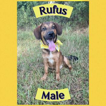 Rufus -  Hound Dog for Adoption in Manchester, Connecticut - Rufus | PetCurious
