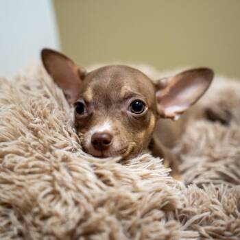 Dibs -  Chihuahua and Mixed Breed Dog for Adoption in Gainesville, Georgia - Dibs | PetCurious