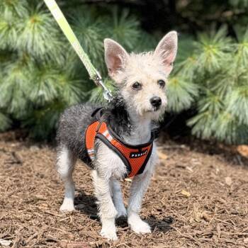 Sailor -  Terrier and Mixed Breed Dog for Adoption in East Hampton, New York - Sailor | PetCurious