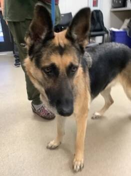 Rescue German Shepherd Dog and Mixed Breed Dogs for Adoption in Fort Worth, Texas - 59838125 | PetCurious