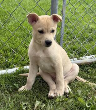 Soap -  Husky and Chihuahua Dog Available for Adoption in Stahlstown, Pennsylvania - Soap | PetCurious