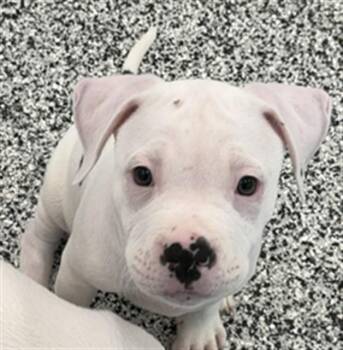 HUBERT -  American Bulldog Dog for Adoption in Vaughan, Ontario - HUBERT | PetCurious