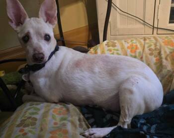 Vincent "Vinny" LaGuardia Gambini -  Rat Terrier and Chihuahua Dog for Adoption in Millcreek, Utah - Vincent "Vinny" LaGuardia Gambini | PetCurious