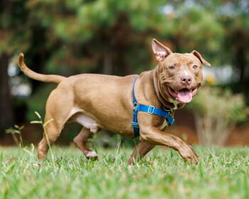 Rescue Mixed Breed Dogs for Adoption in Durham, North Carolina - Anchovy | PetCurious