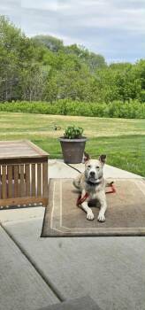 Silver -  Mixed Breed Dog for Adoption in Taycheedah, Wisconsin - Silver | PetCurious