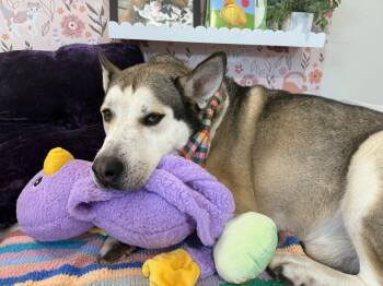 Rescue Husky and Carolina Dog Dogs for Adoption in Houston, Texas - Louis | PetCurious