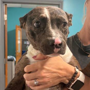 Denae -  Terrier Dog for Adoption in St. Louis, Missouri - Denae | PetCurious