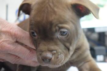 Gem (Accord P1) -  American Bulldog Dog for Adoption in Pahrump, Nevada - Gem (Accord P1) | PetCurious