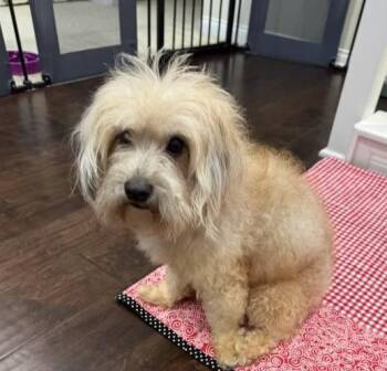 Ollie #554 -  Miniature Poodle and Havanese Dog for Adoption in Placentia, California - Ollie #554 | PetCurious
