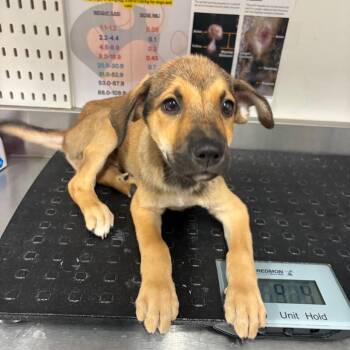 Dee -  German Shepherd Dog and Mixed Breed Dog for Adoption in League City, Texas - Dee | PetCurious