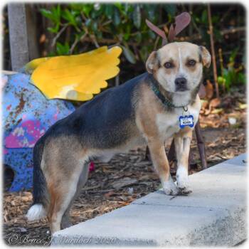 Beagle and Hound Dogs Available for Adoption - Rover | PetCurious